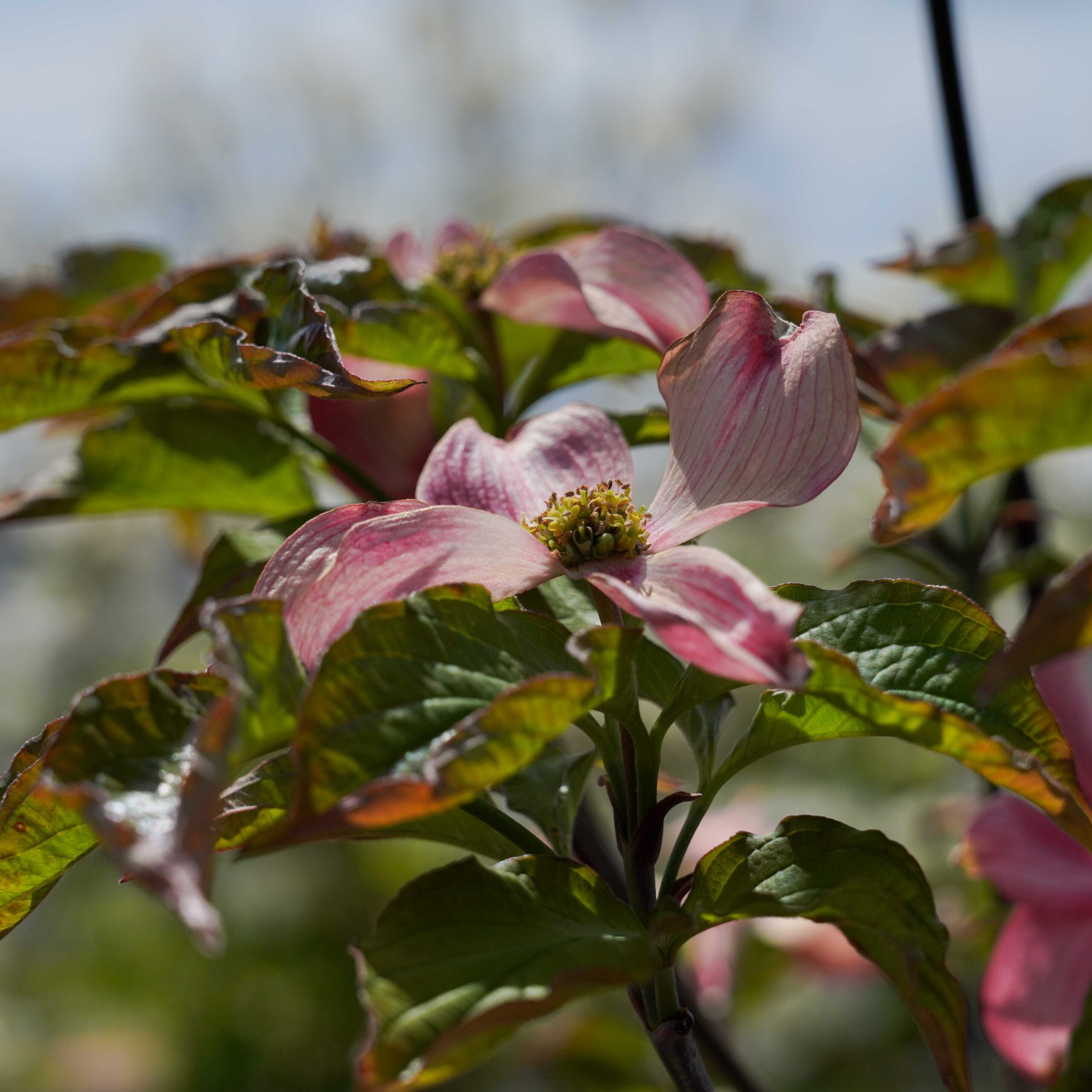 pink dogwood flower and leaves