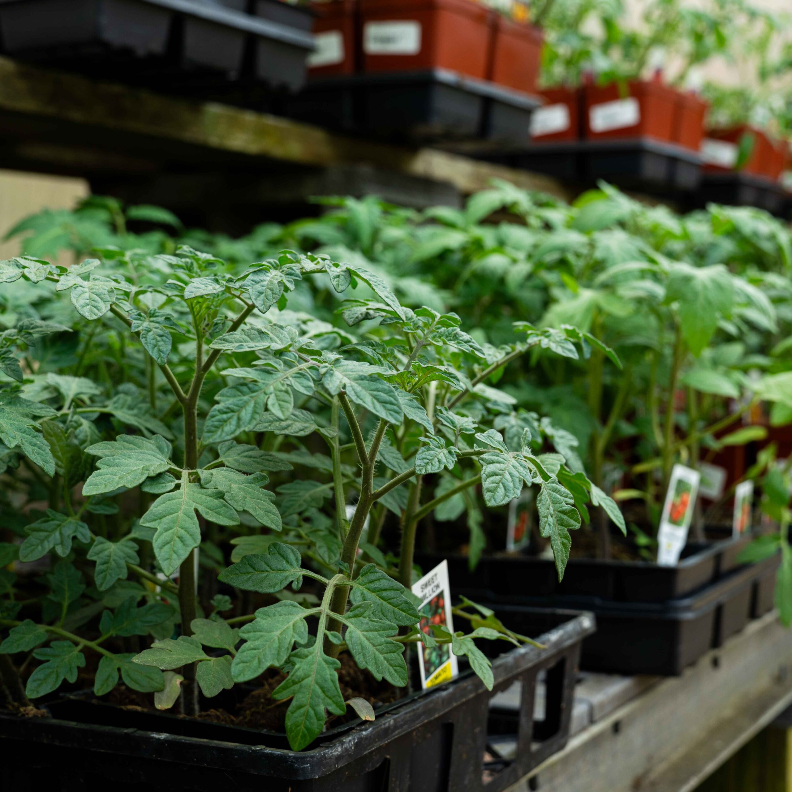 tomato plants in flats