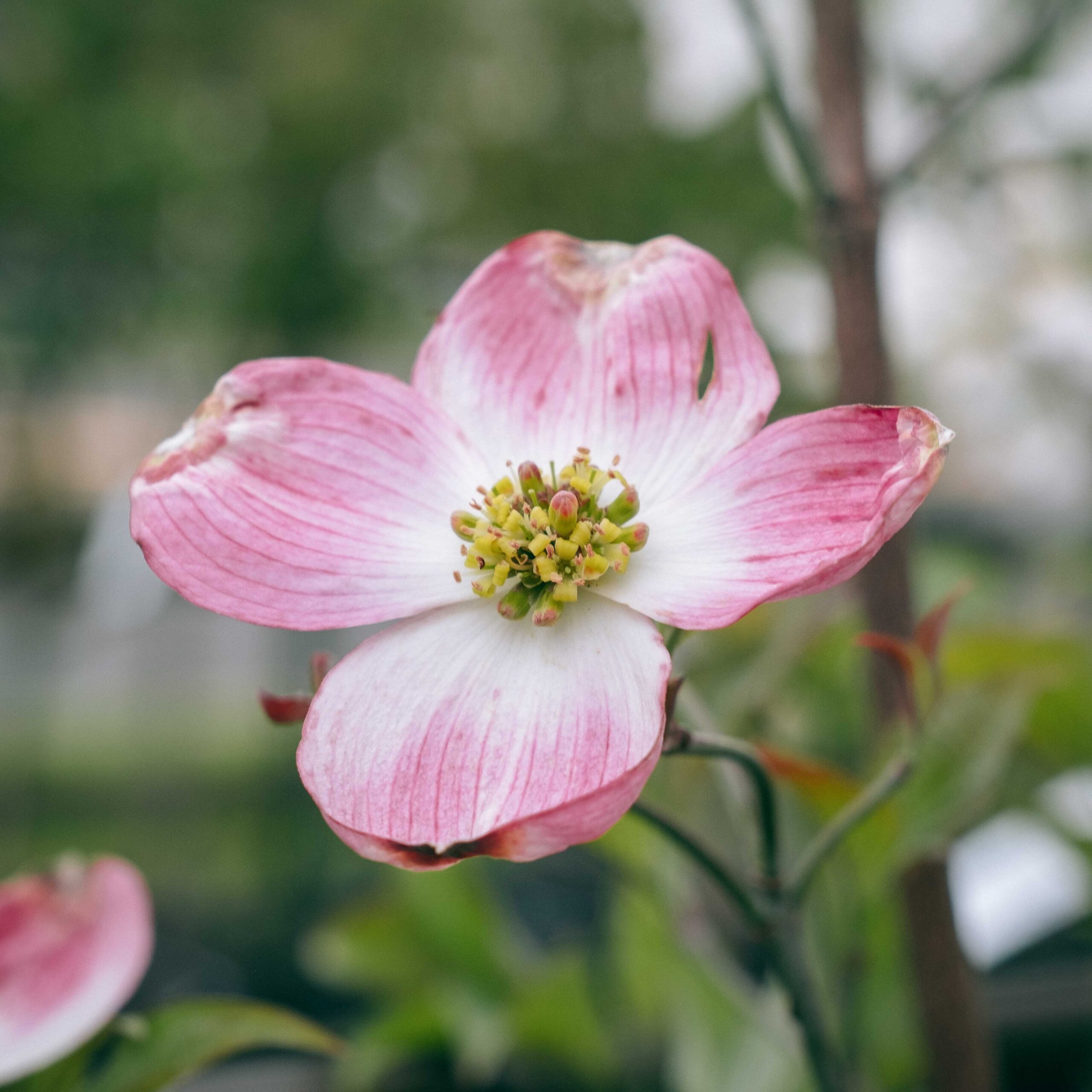 pink flowering dogwood flower