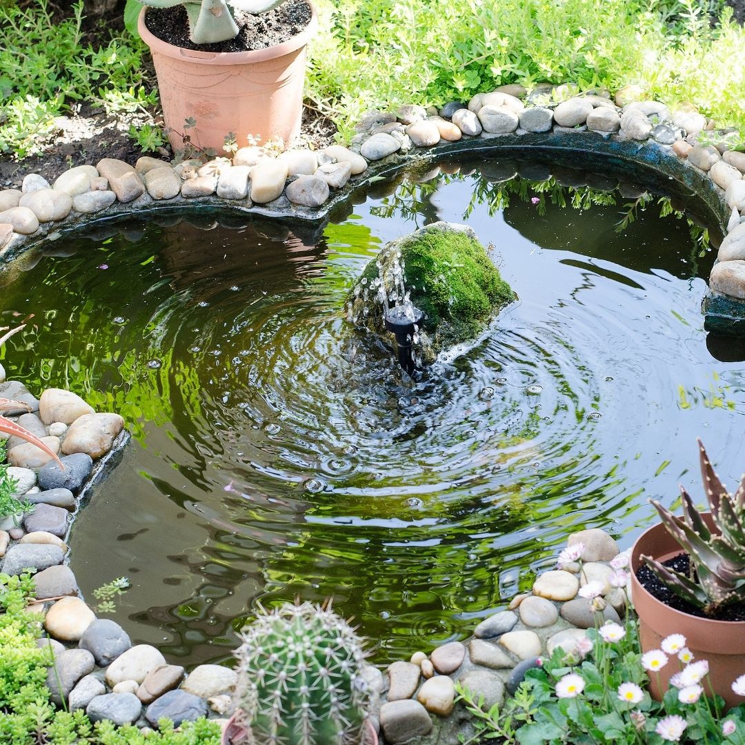backyard pond with pump