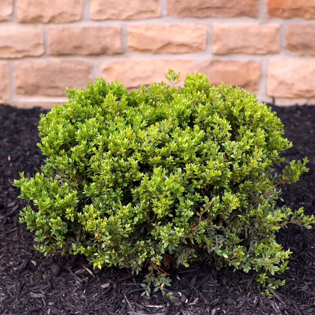 boxwood shrub in black mulch