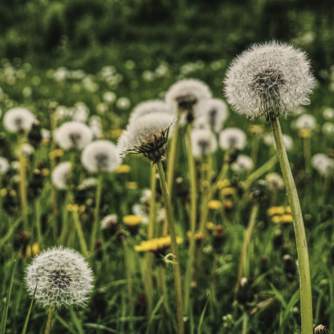 dandelions in seed