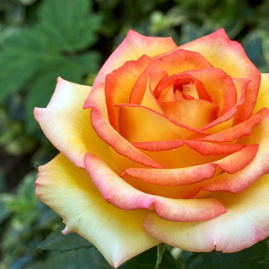 hybrid tea rose peach and yellow