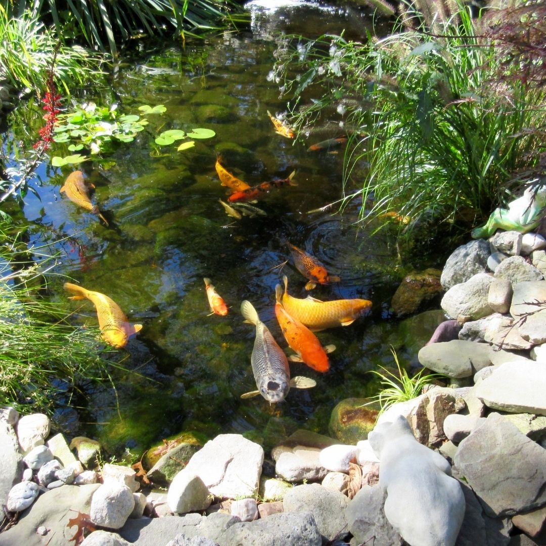 koi fish in pond