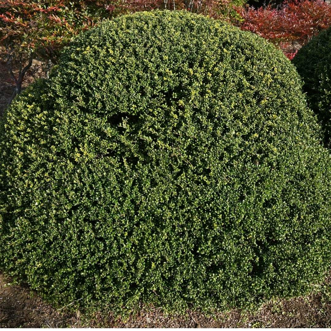 large boxwood shrub