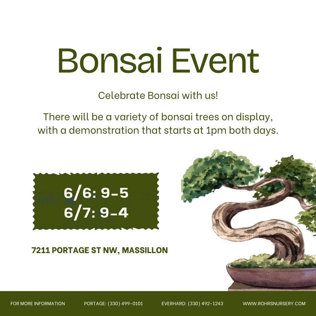 bonsai square 2026