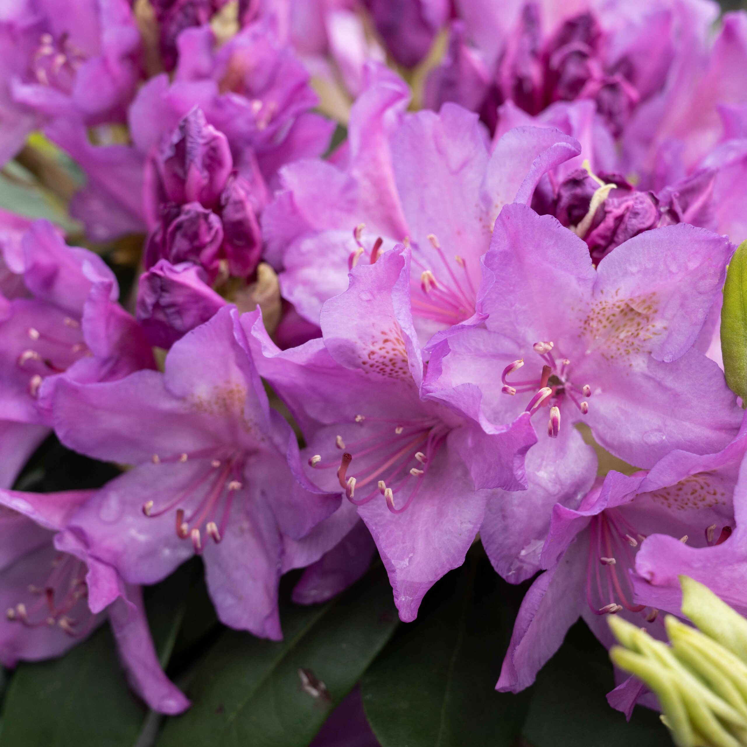 purple boursalt rhodo flowers