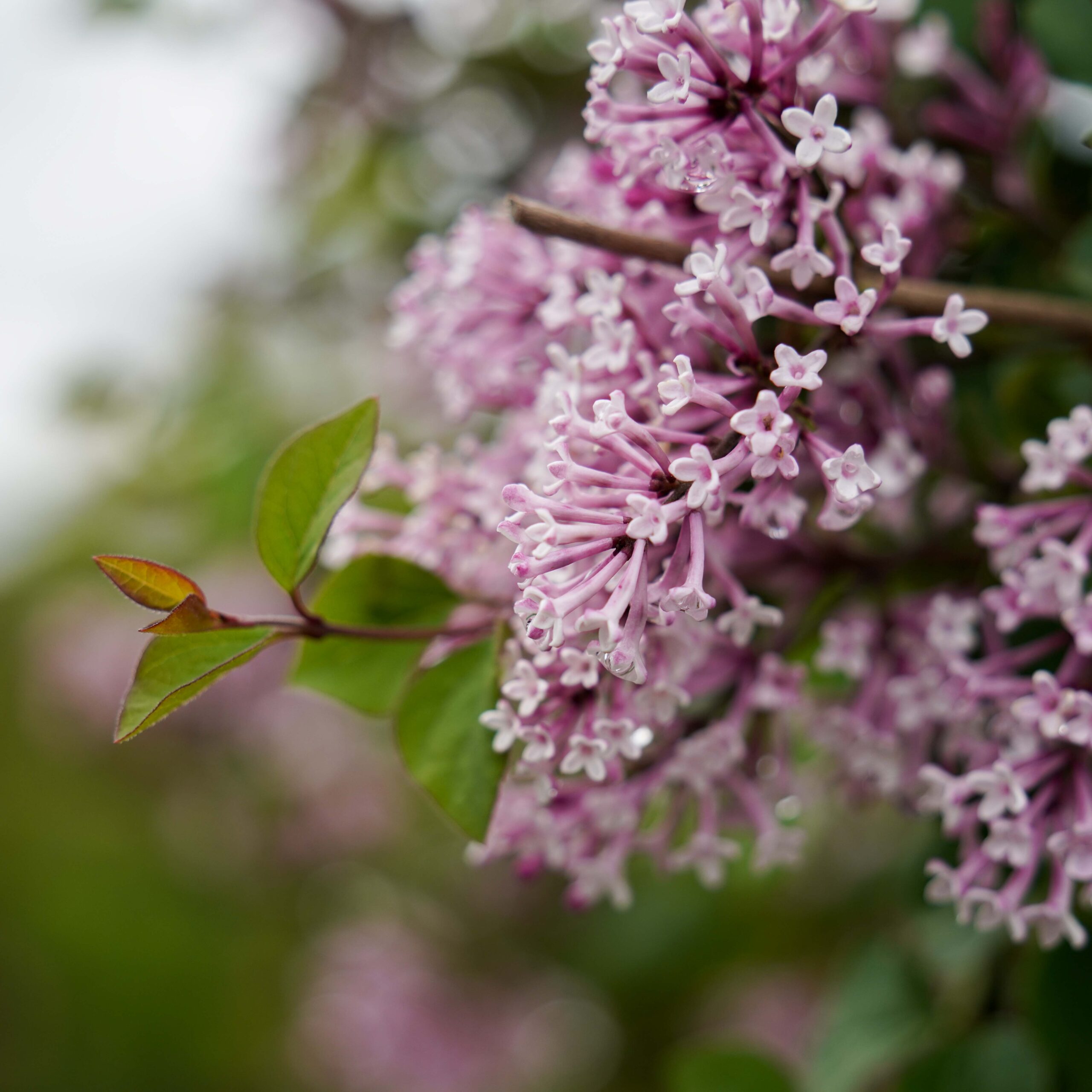 purple lilac flowers