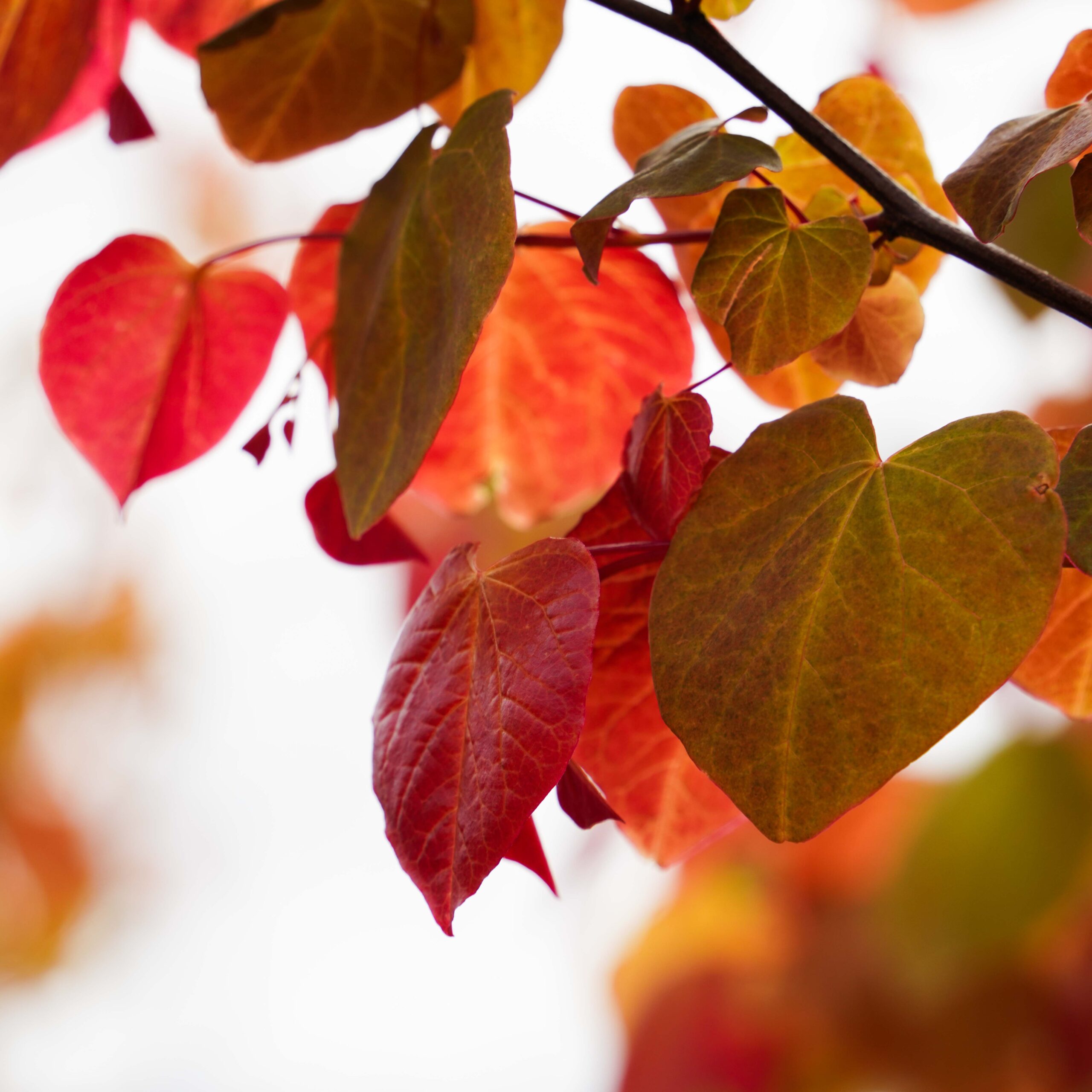 red leaves on redbud tree