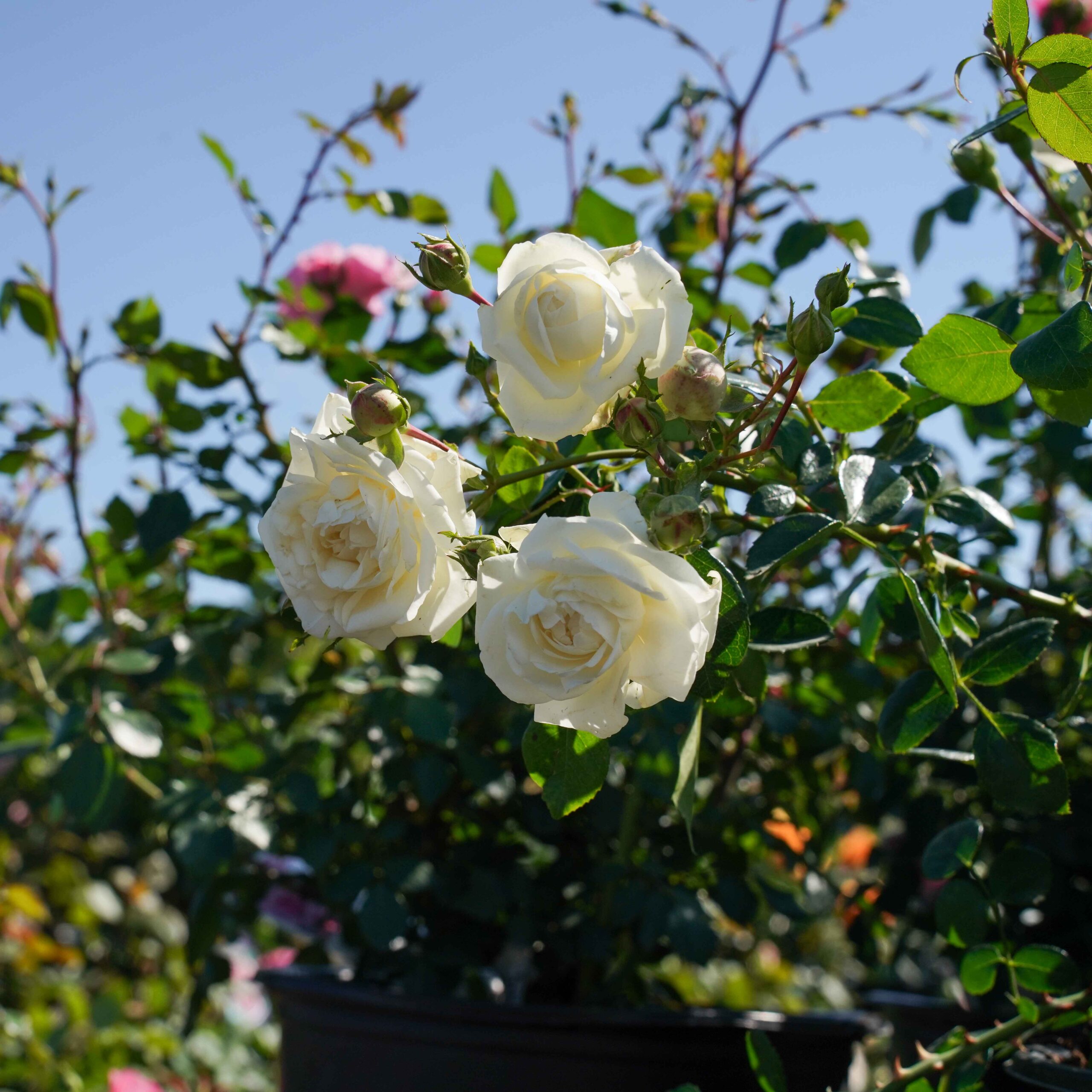 white roses