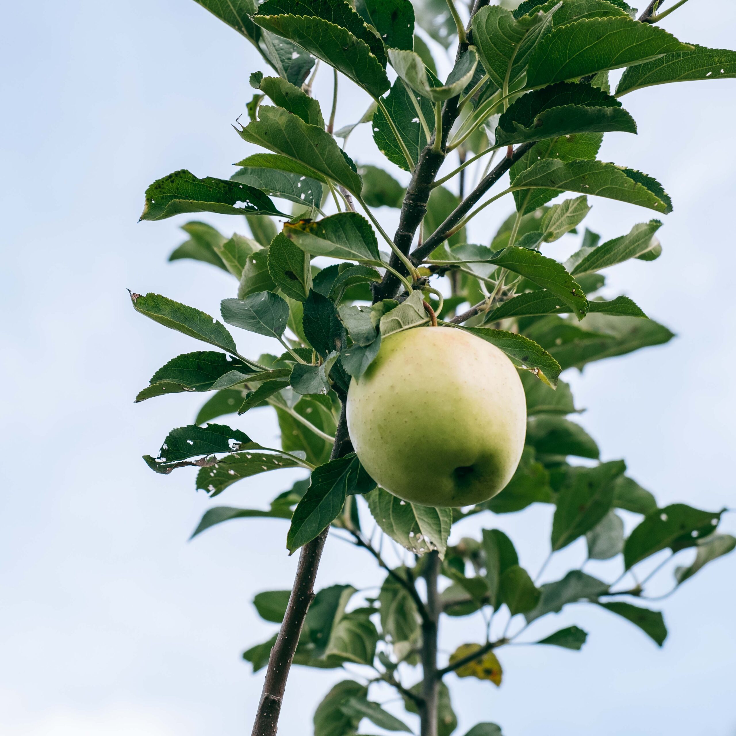 golden delicious apple
