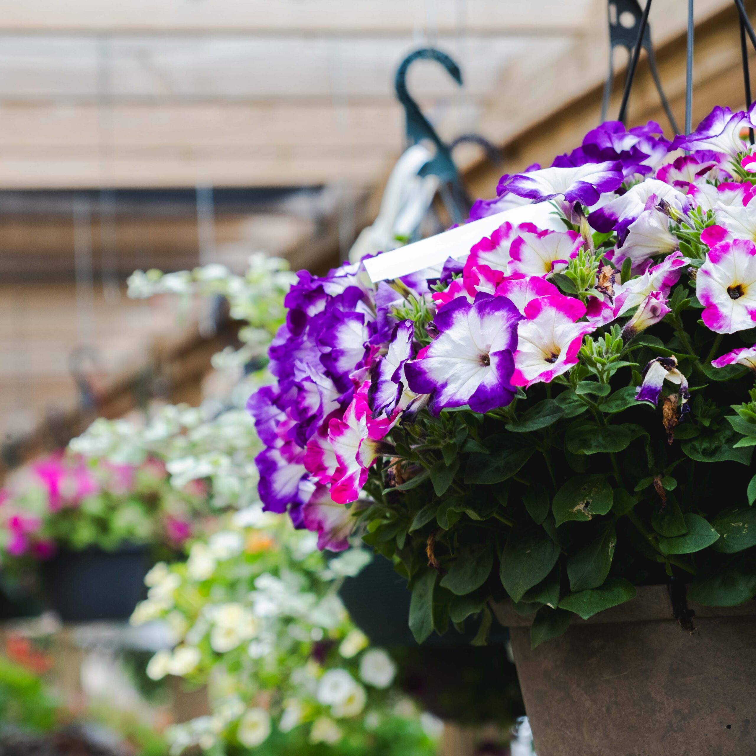 pink and purple flower hanging basket