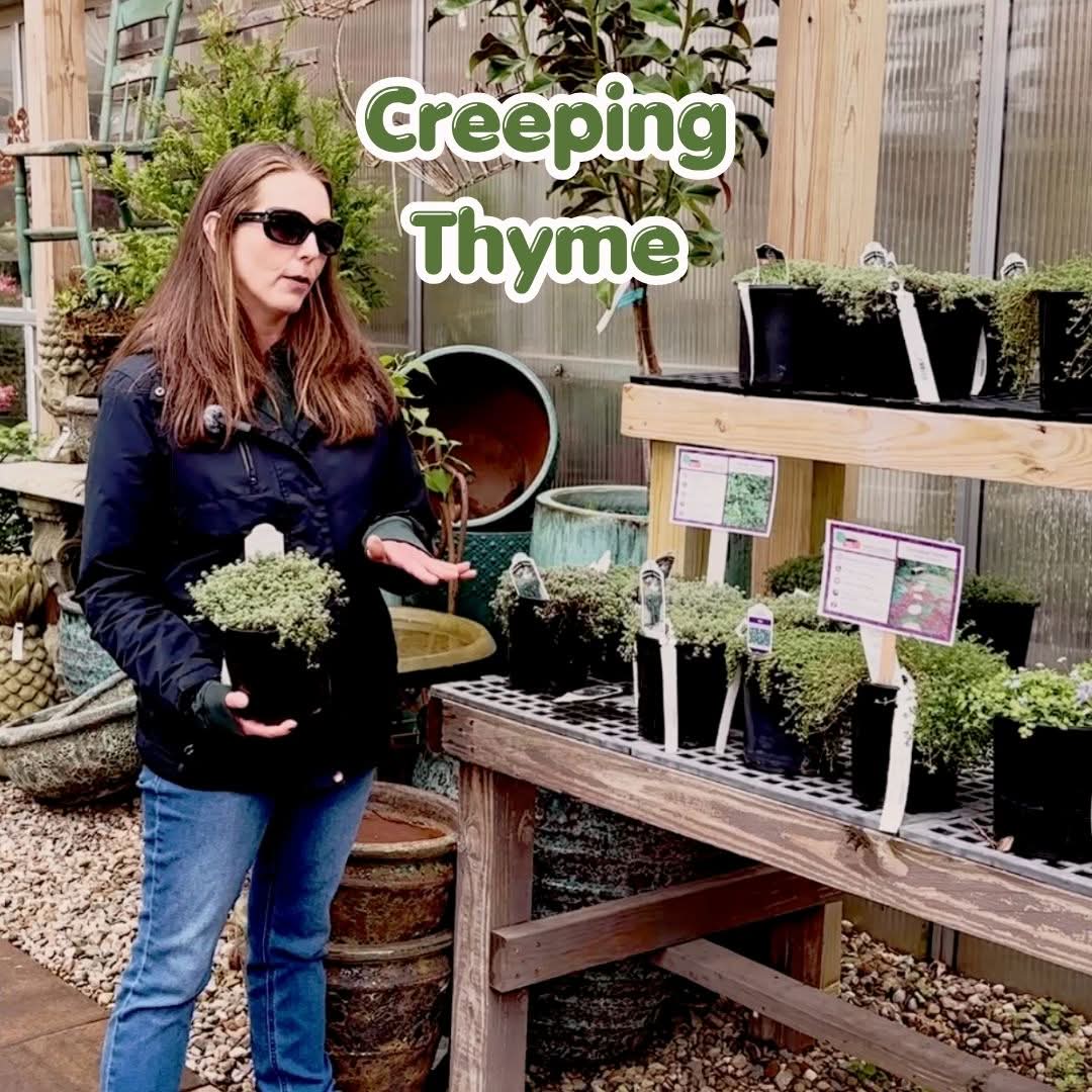 creeping thyme blog cover
