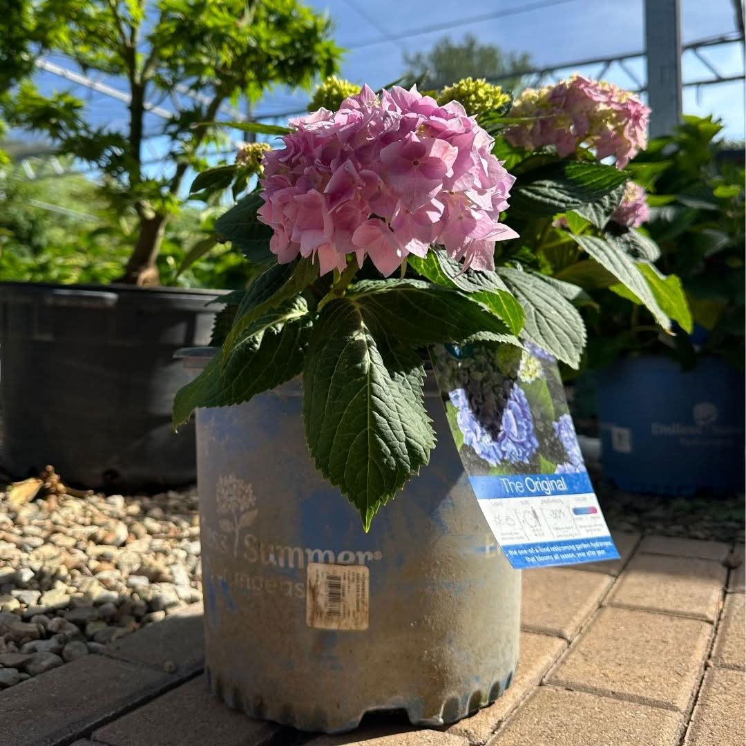 endless summer hydrangea pink blooms