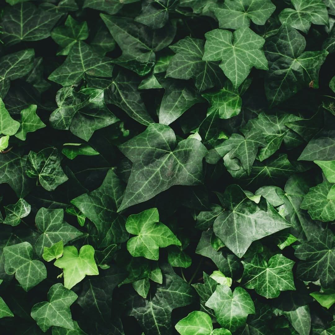 english ivy