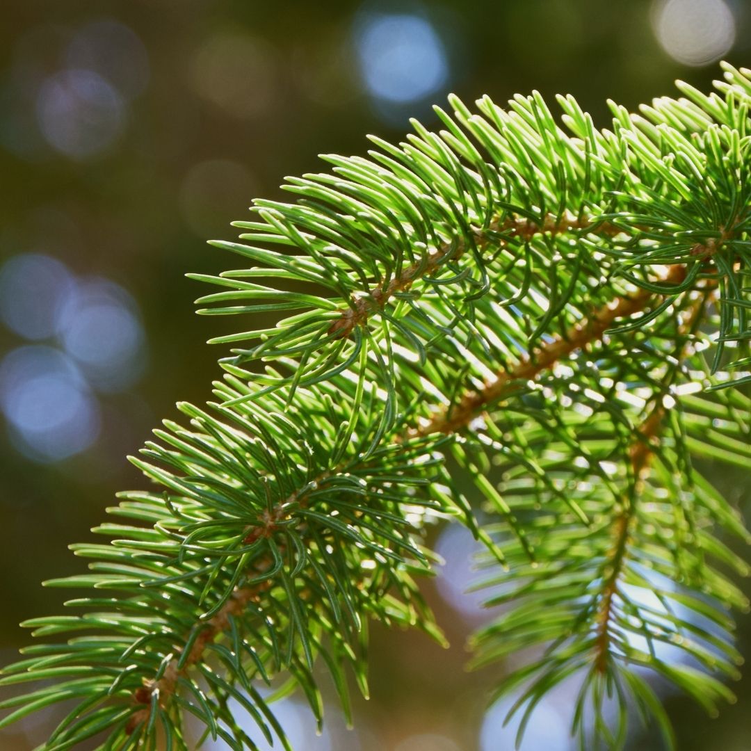 evergreen branches