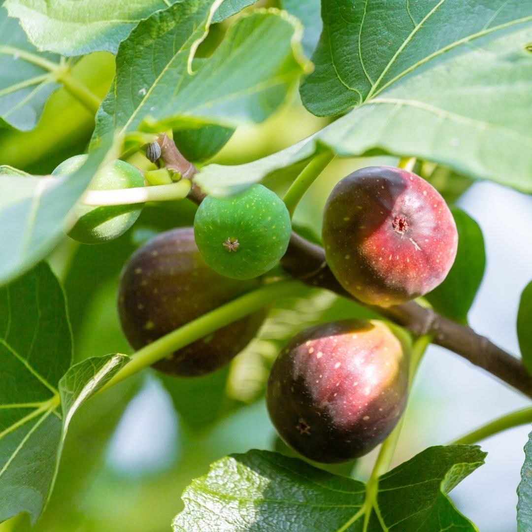 fig tree with figs on it