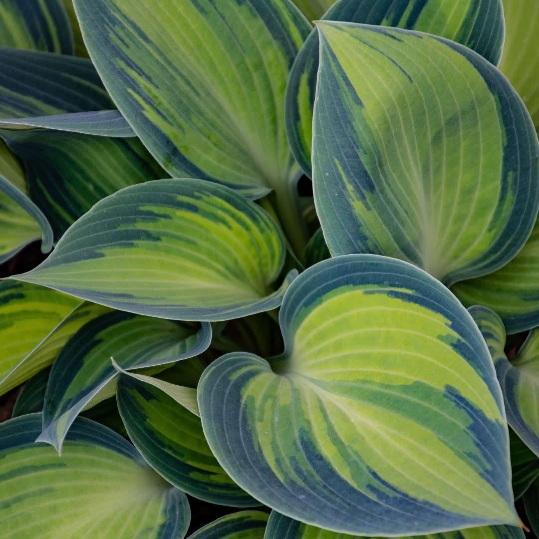 green blue edged hosta leaves
