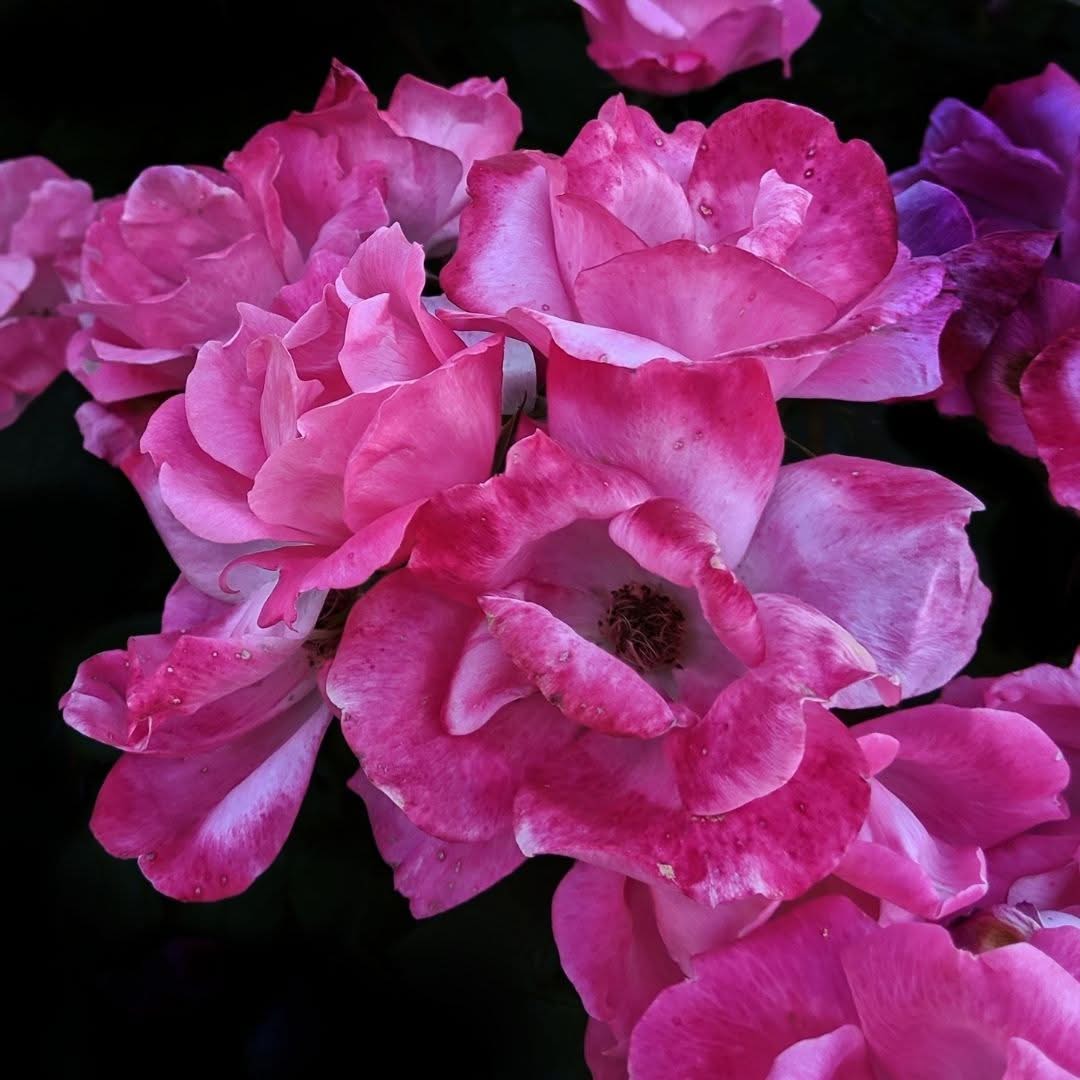 pink knockout roses