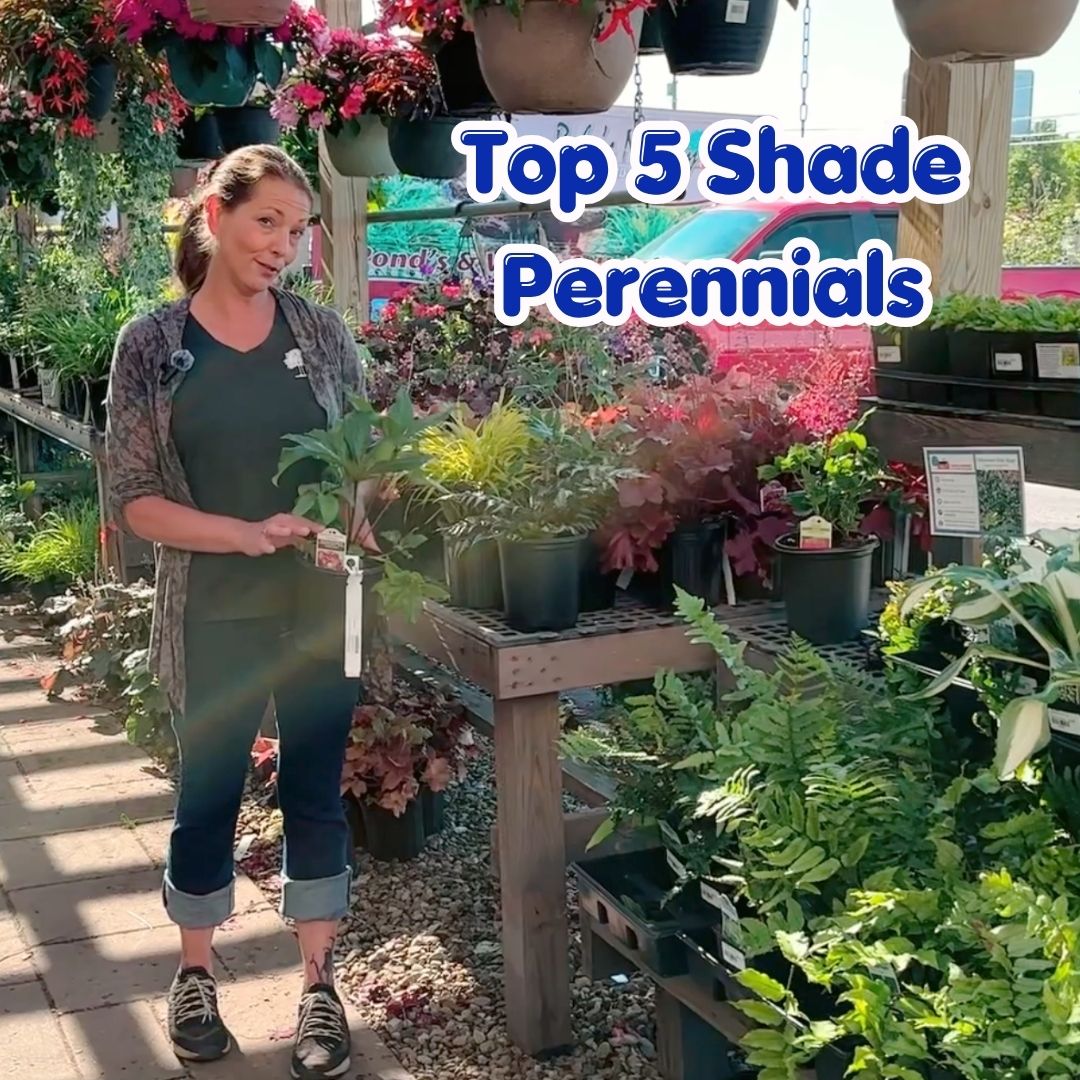 5 shade perennials cover