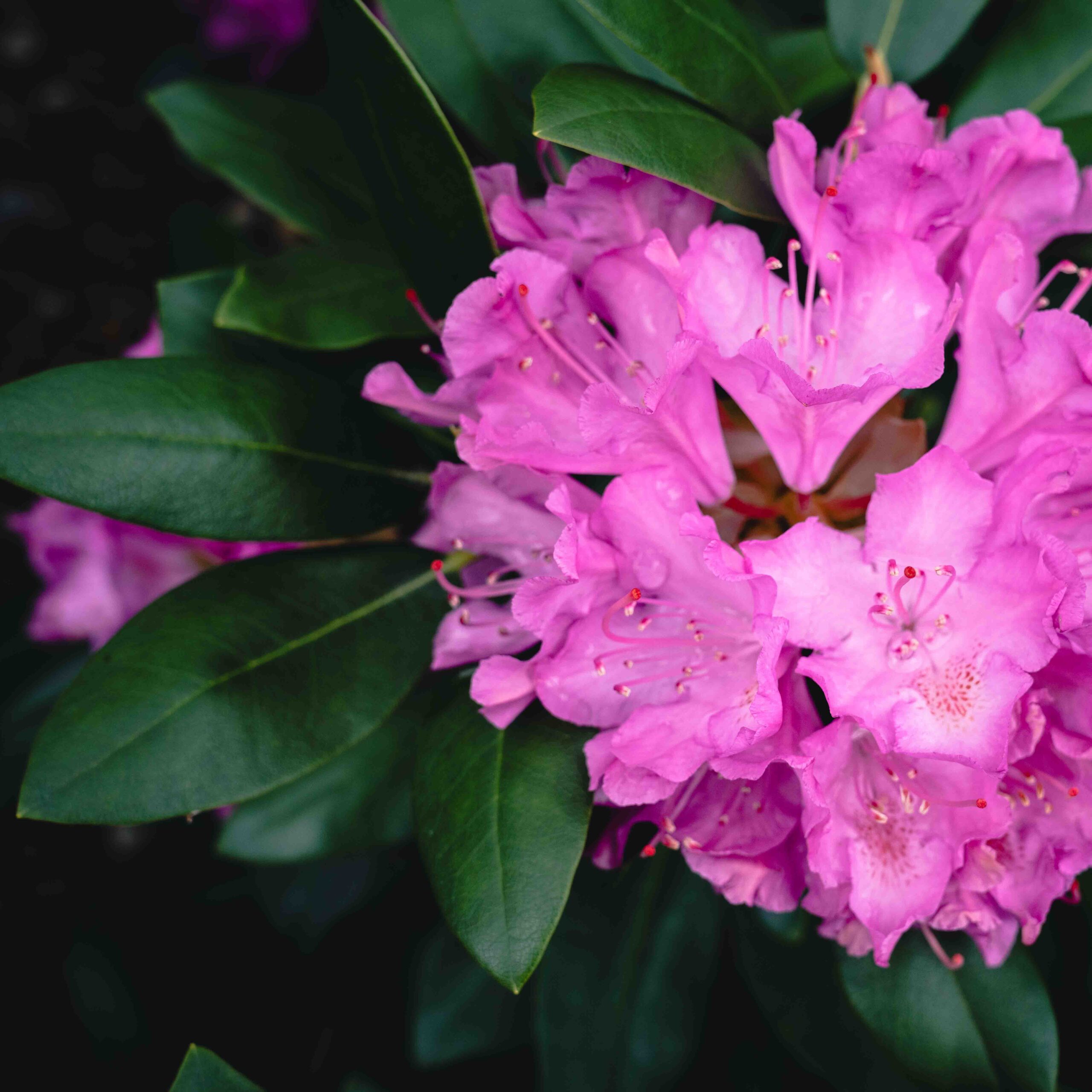 pink azalea flower bunch