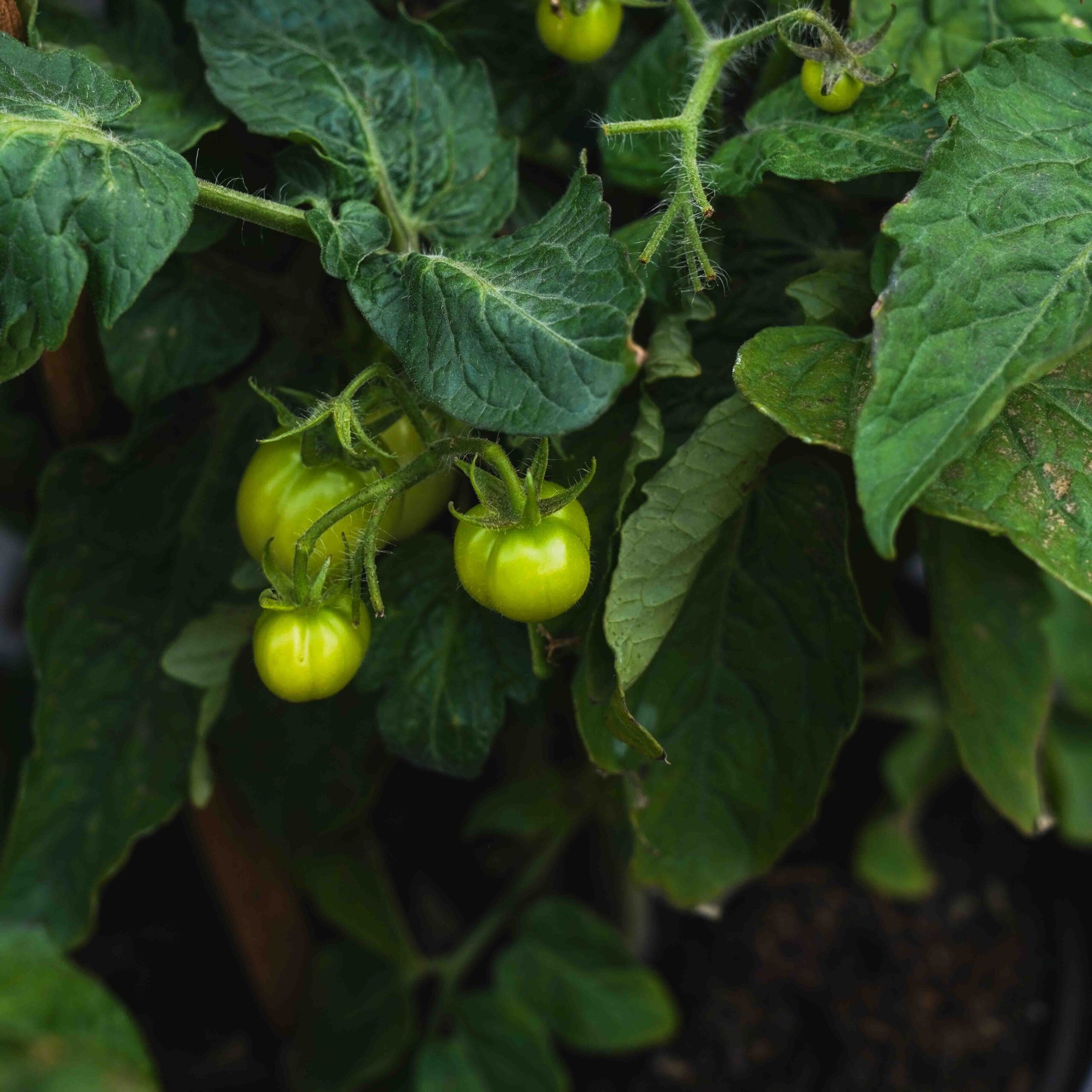 green tomatoes on tomato plant