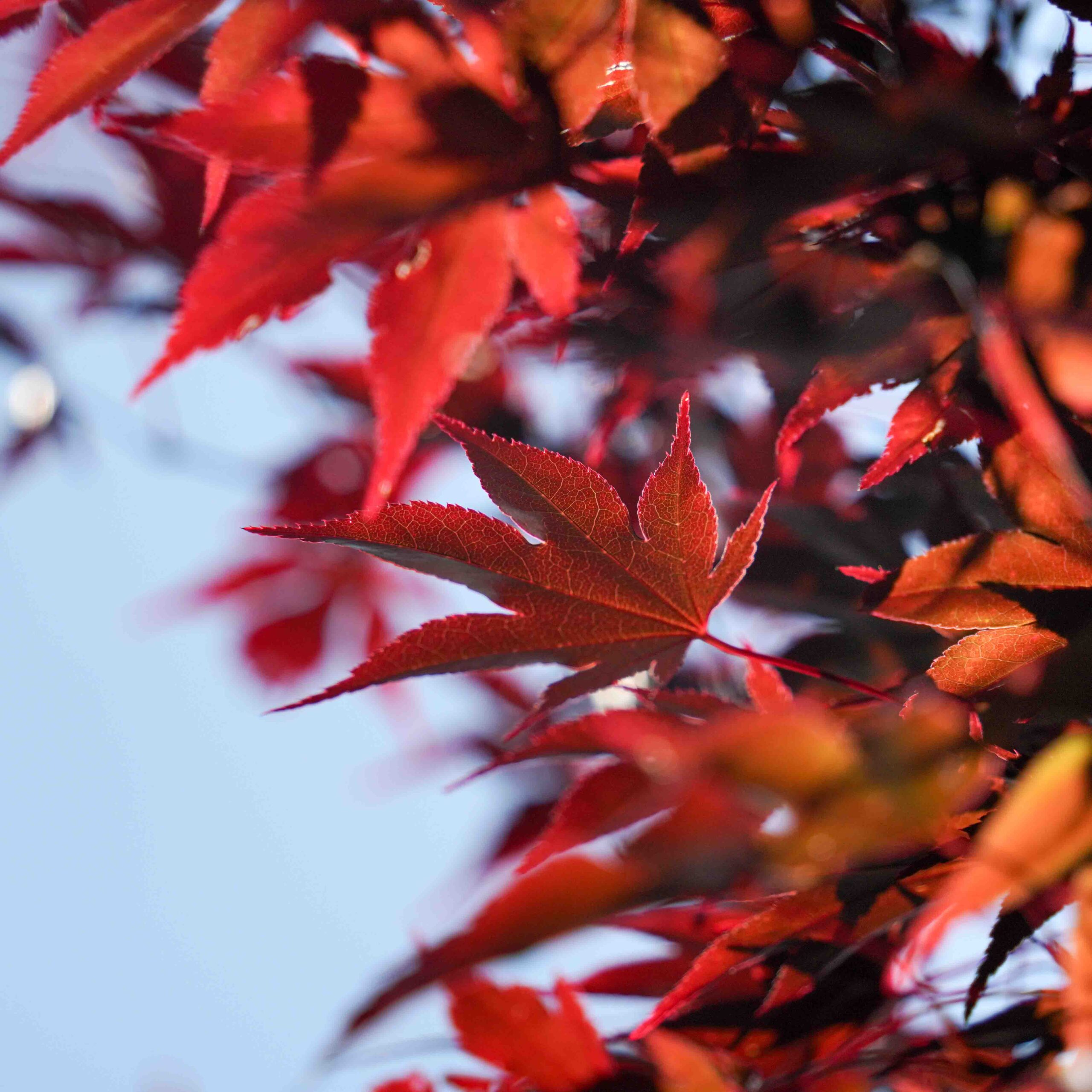 red japanese maple leaf