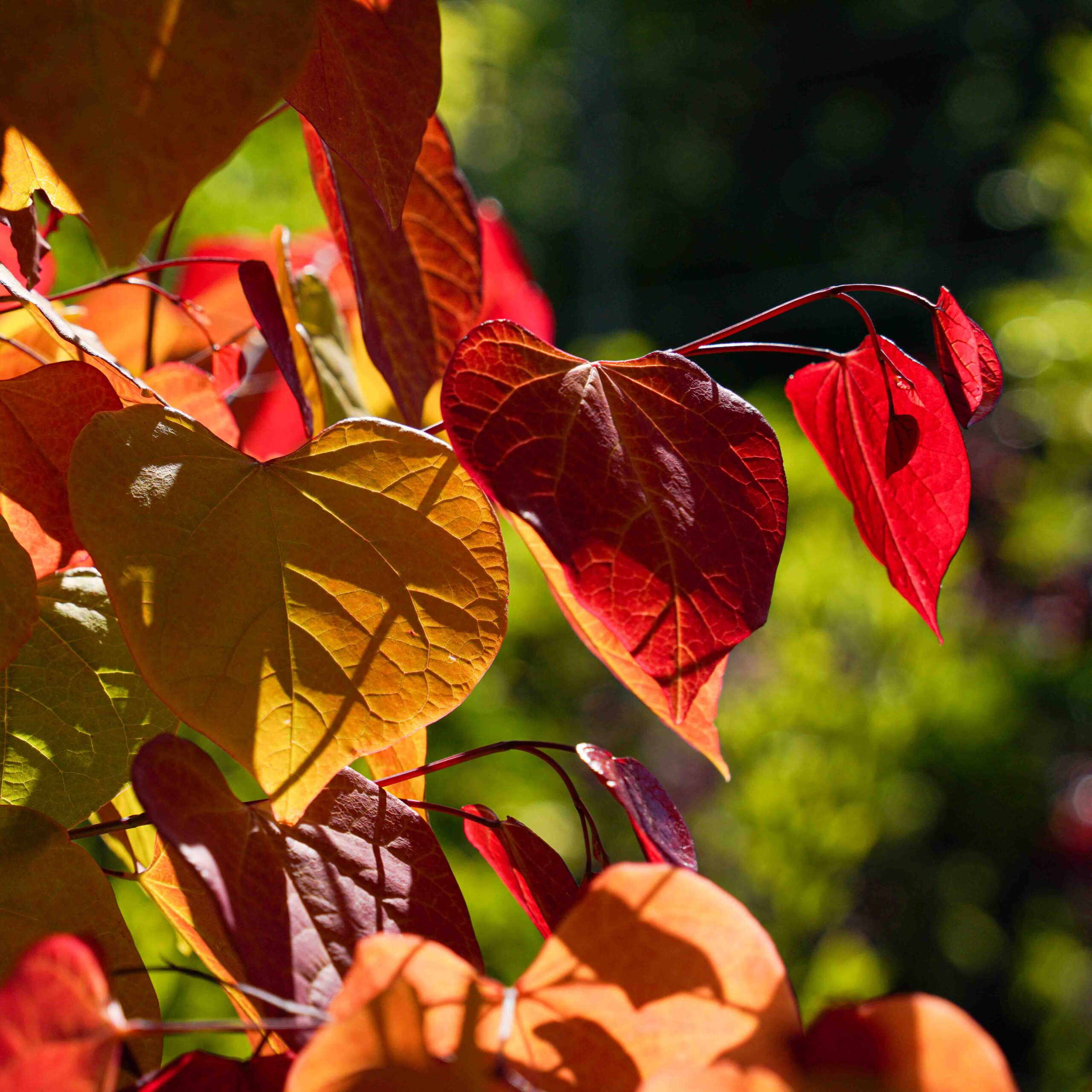 flamethrower redbud leaves, orange and red