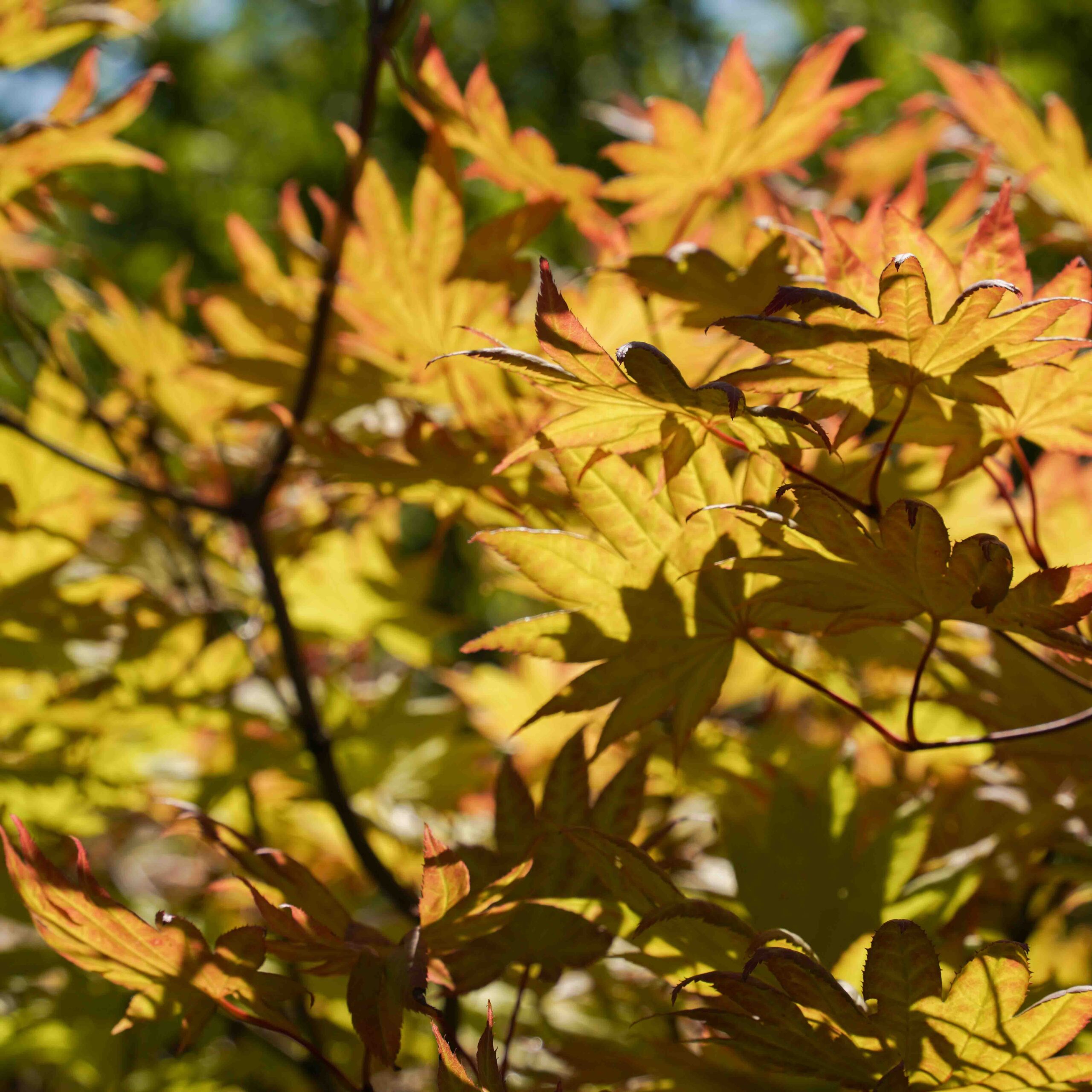 golden japanese maple leaves
