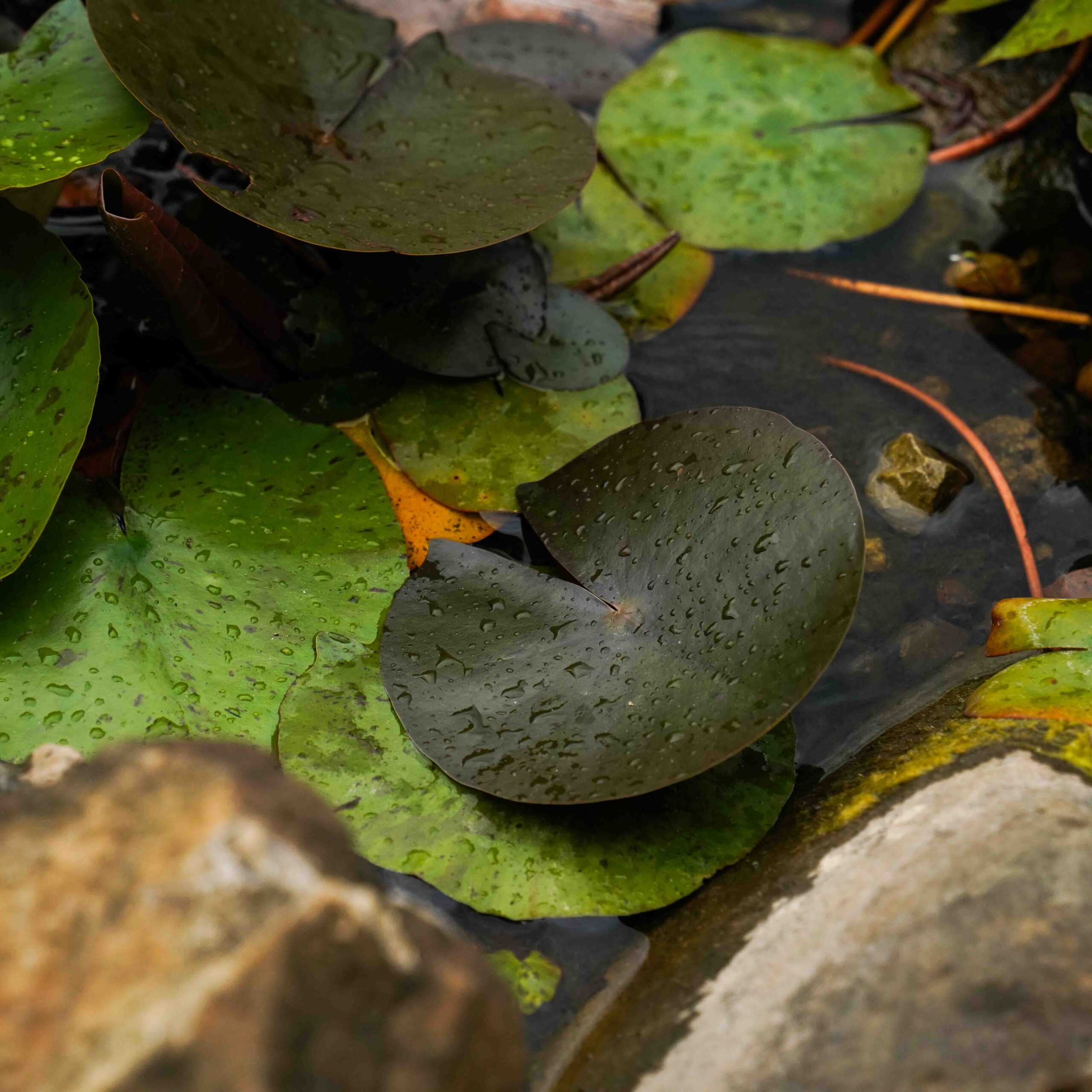 lilypad in a pond