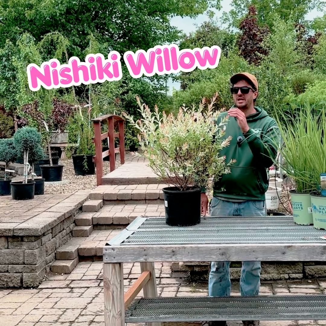 Nishiki Willow blog cover
