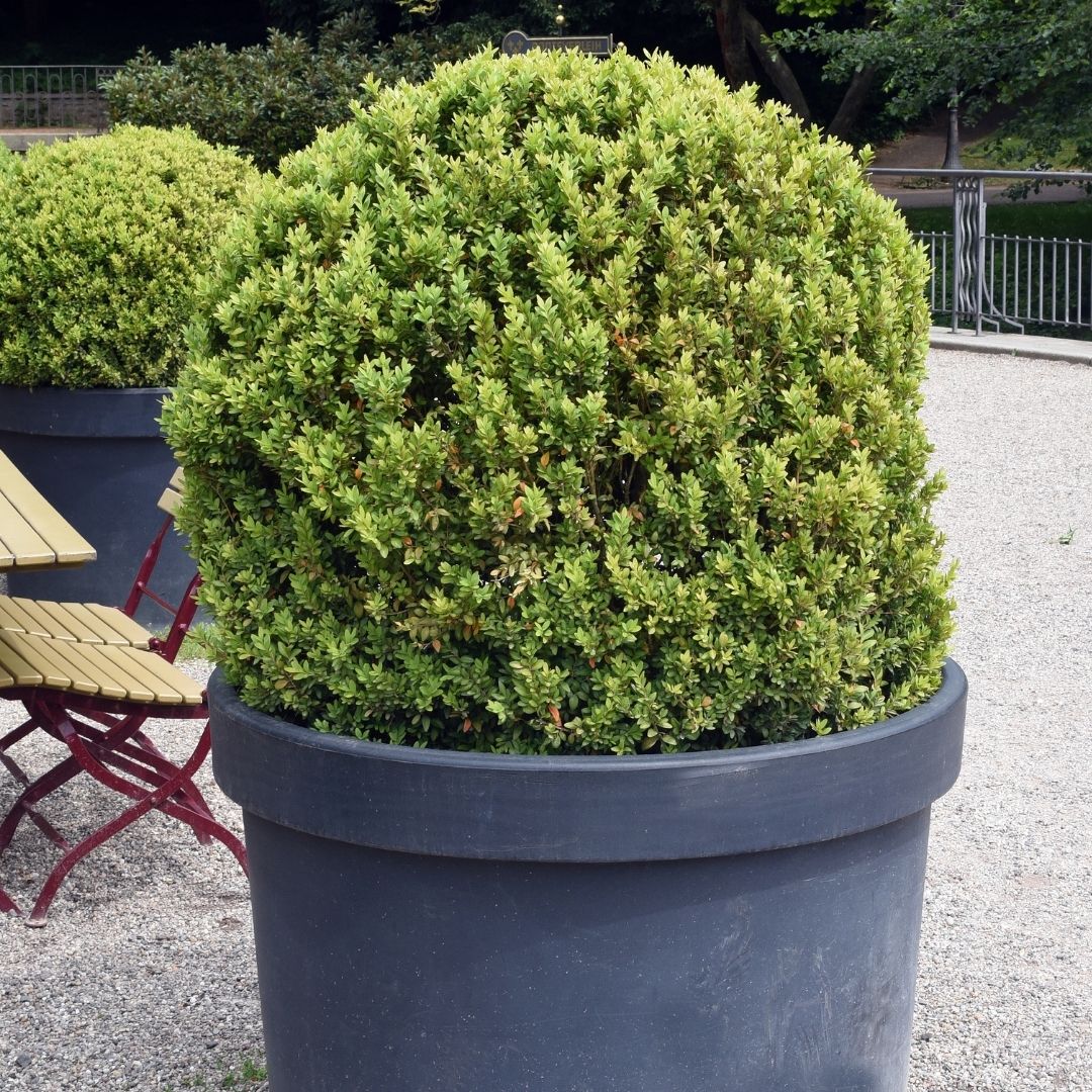 boxwood in pot
