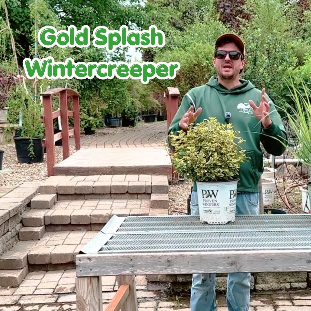 gold splash wintercreeper cover