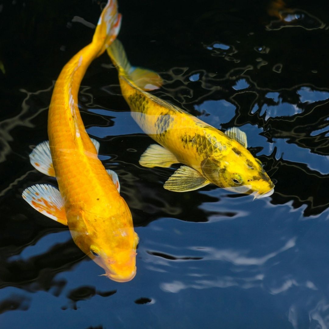 orange and yellow koi