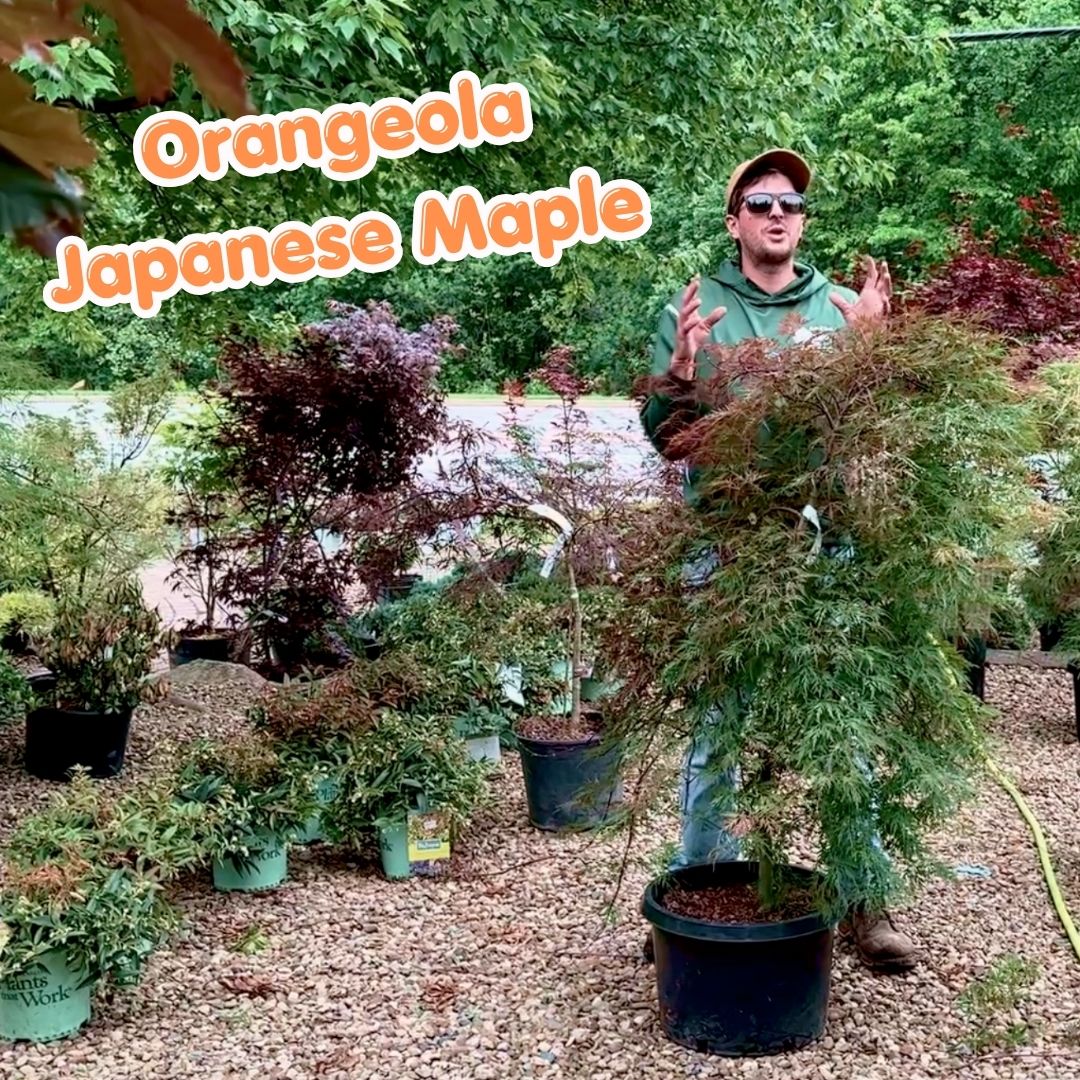 orangeola blog cover