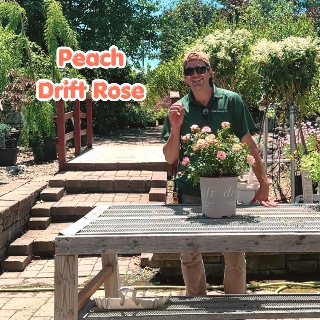 peach drift rose blog cover