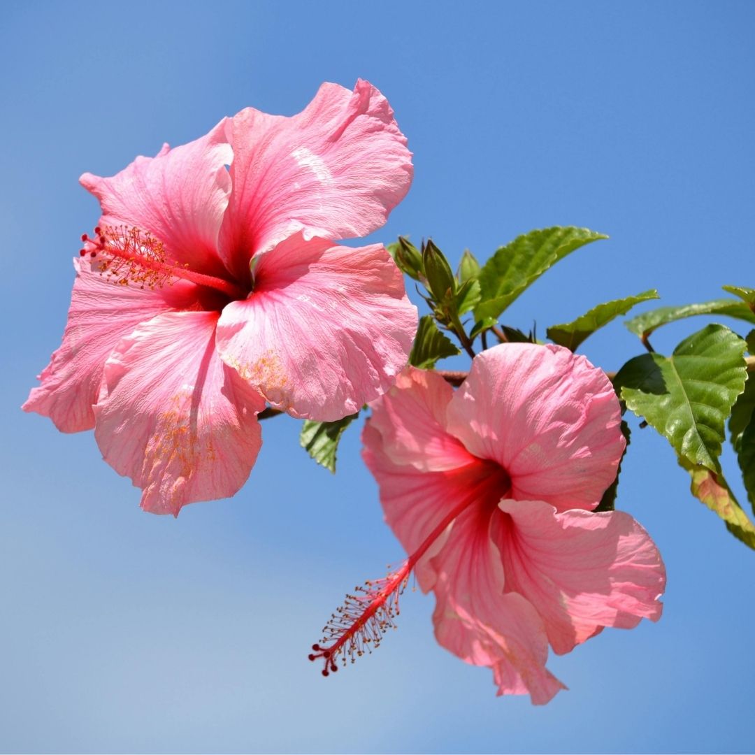 pink hibiscus flowers against the sky