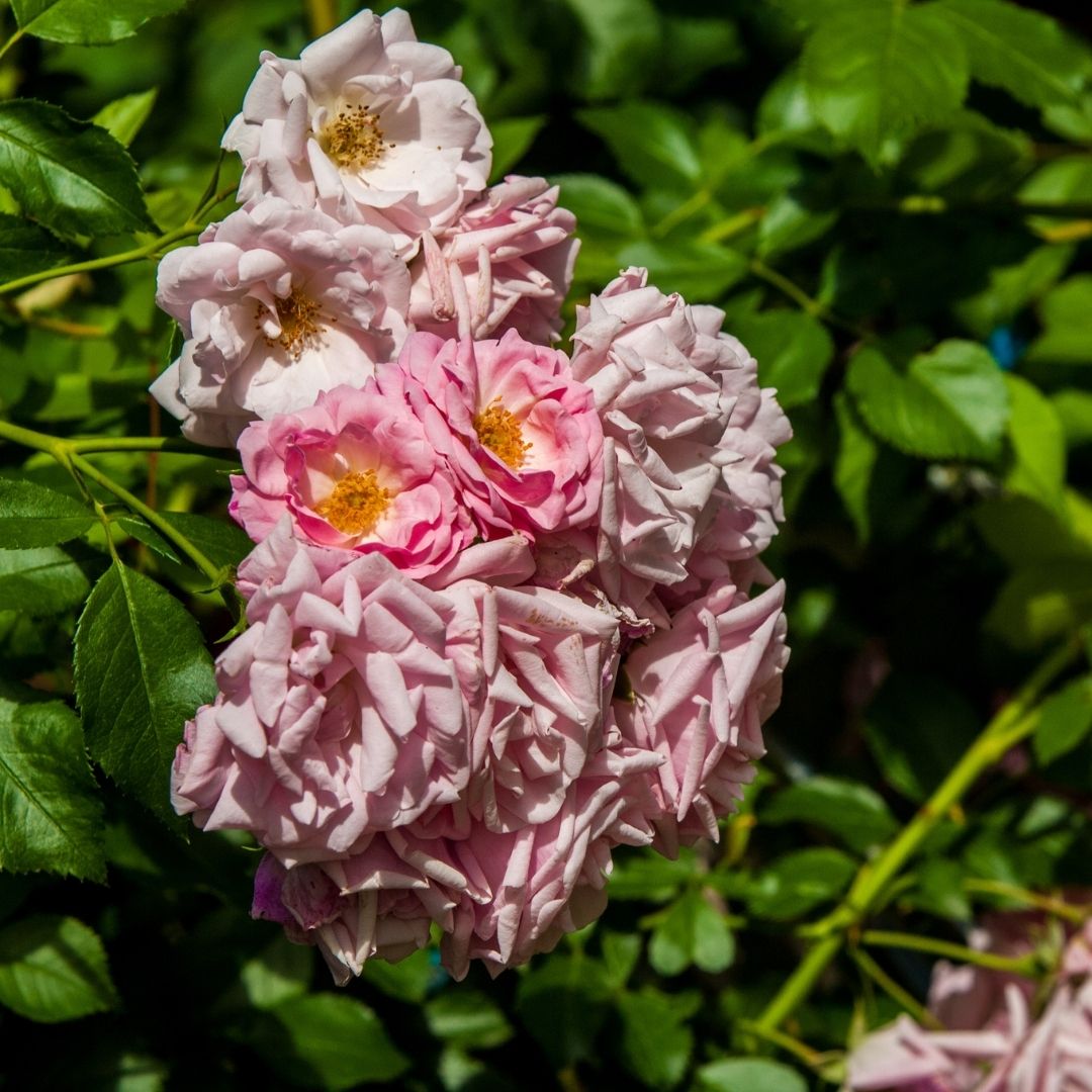 pink hybrid tea roses