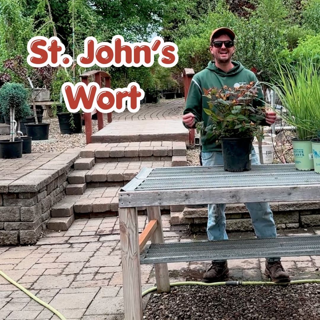 st johns wort cover