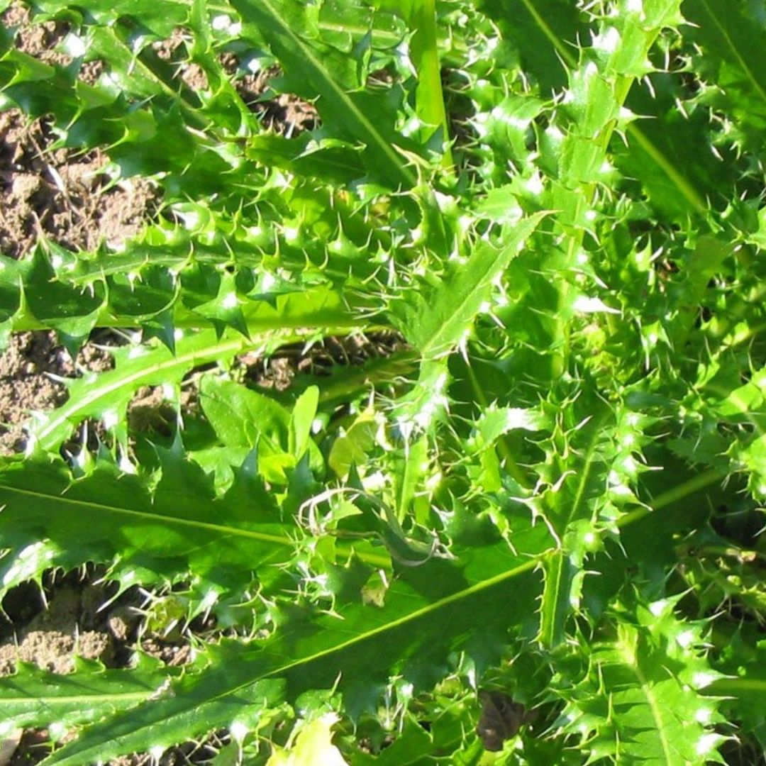 thistles growing in ground