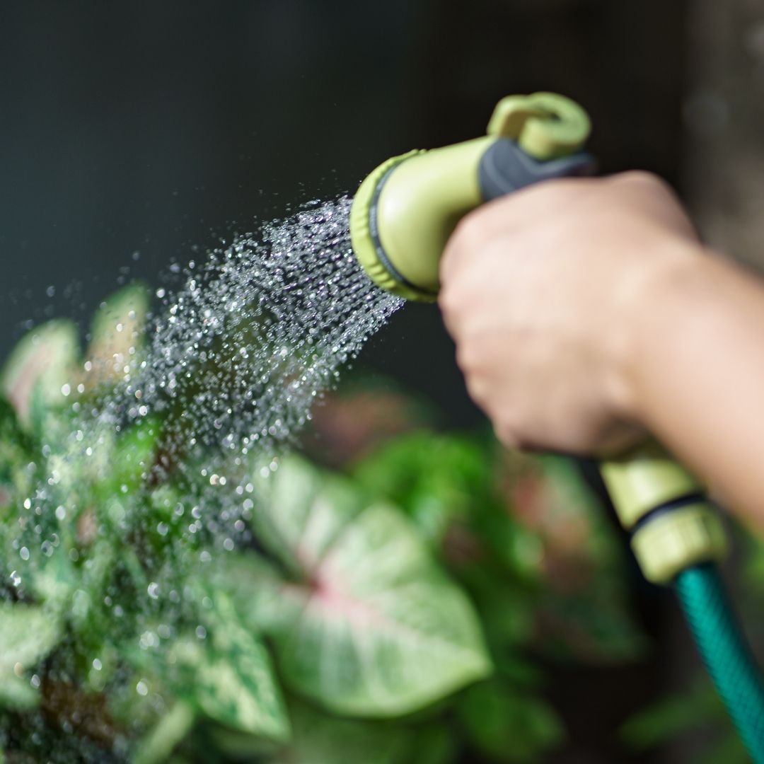 watering plants with hose