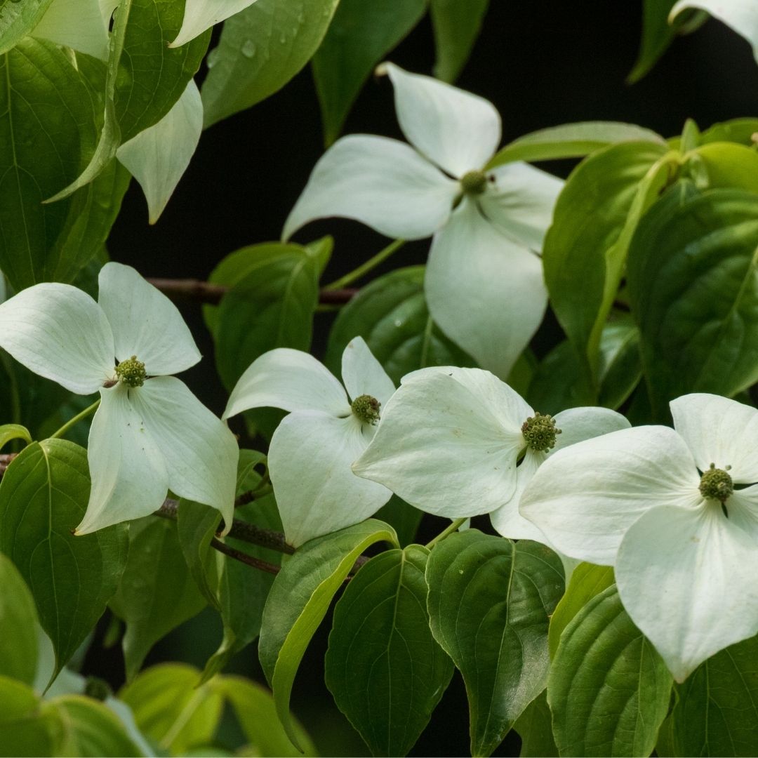 white kousa dogwood flowers
