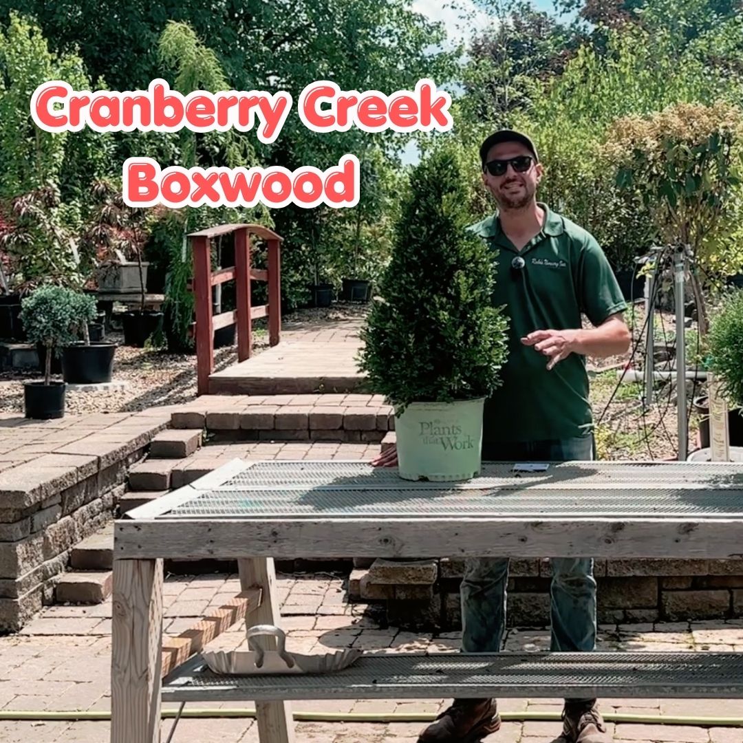 Cranberry Creek Boxwood social