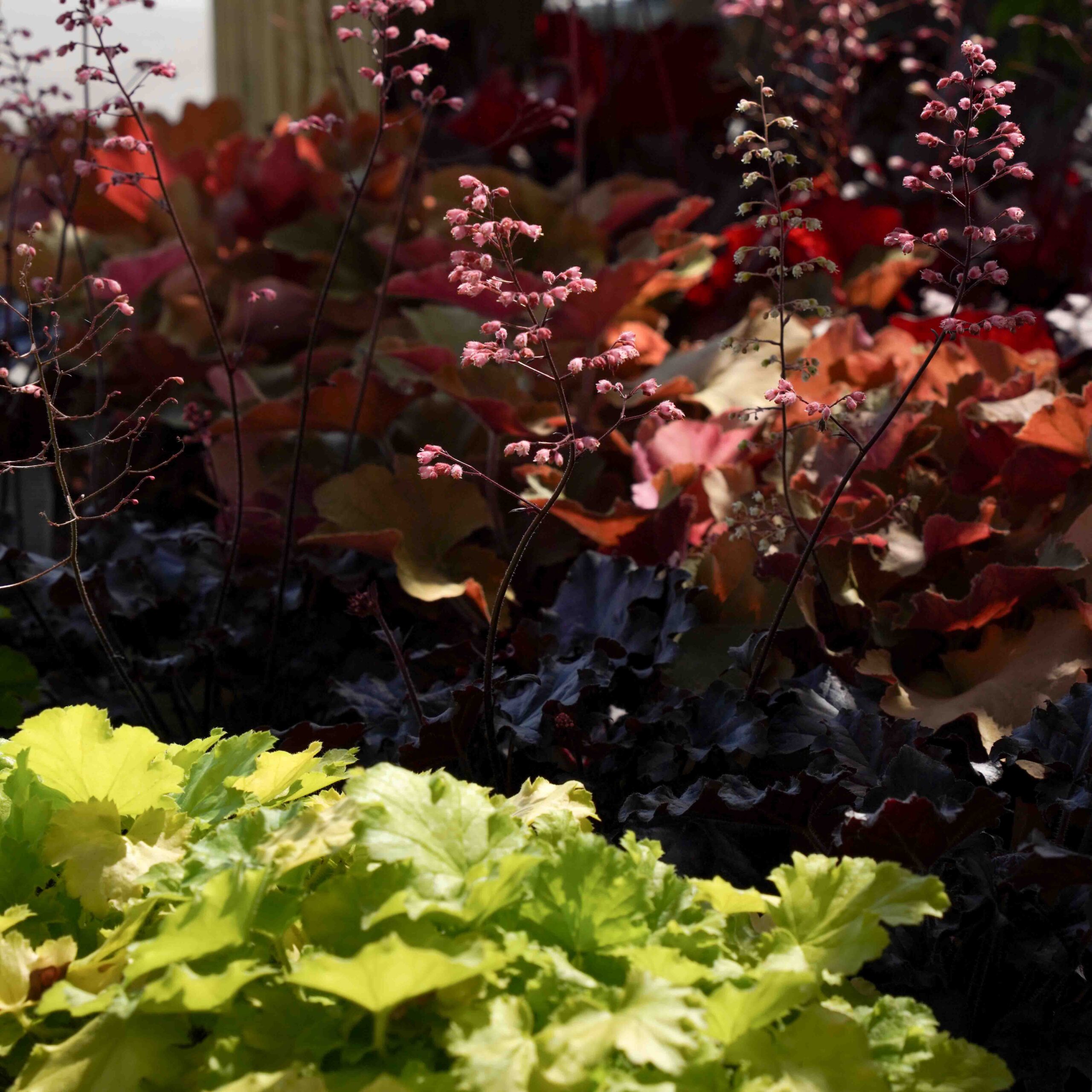 different colored coral bells in the sun