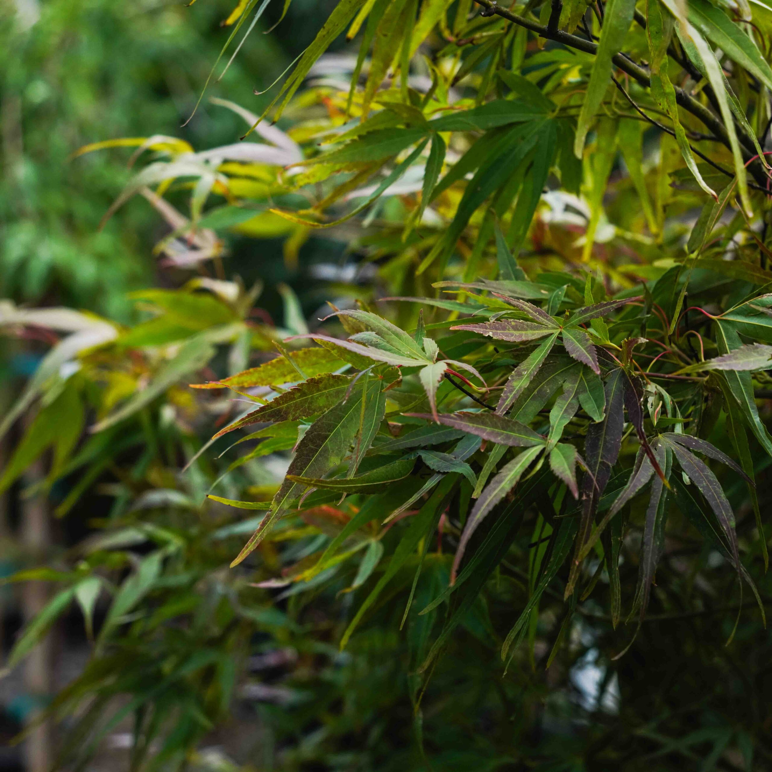 orange and green japanese maple