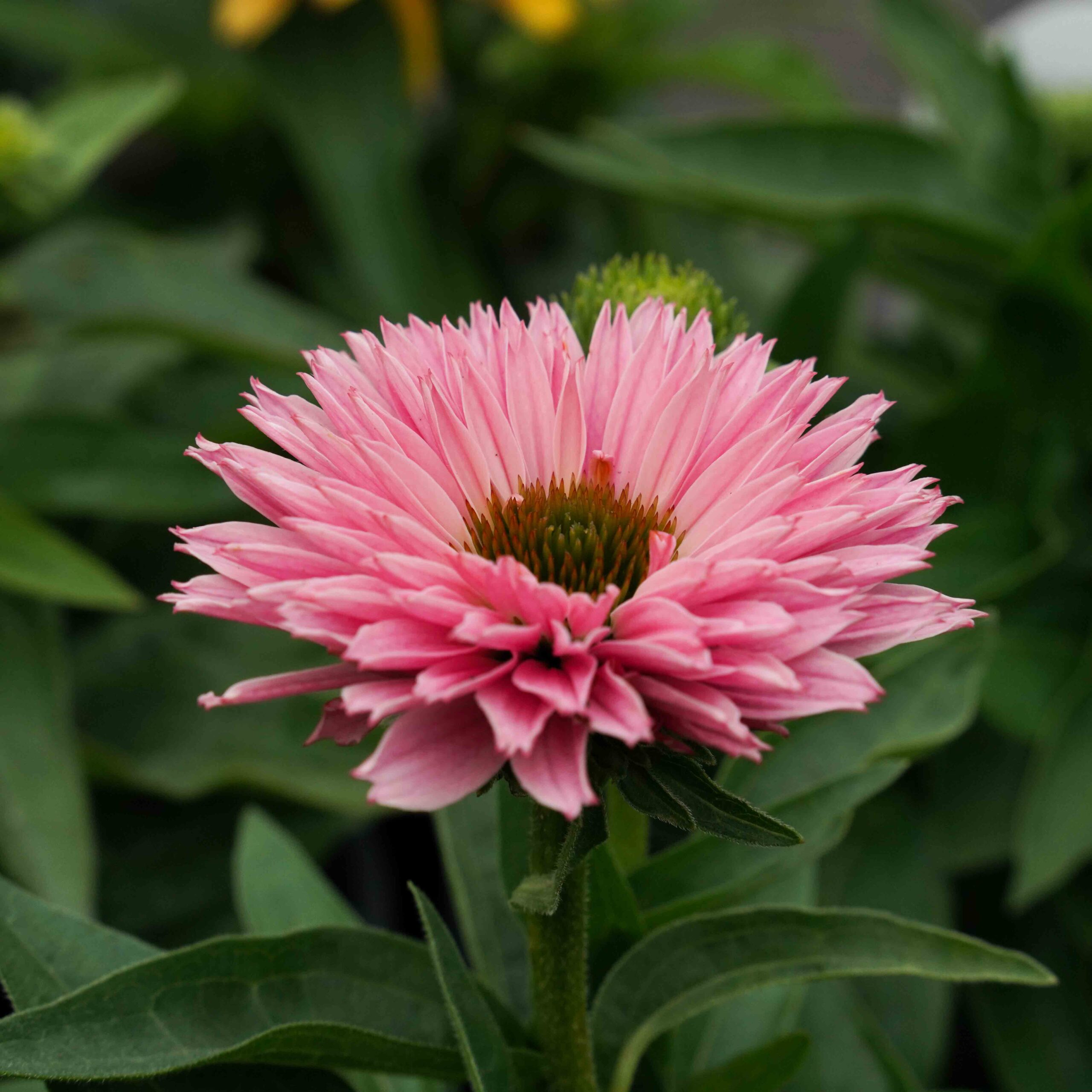 pink coneflower