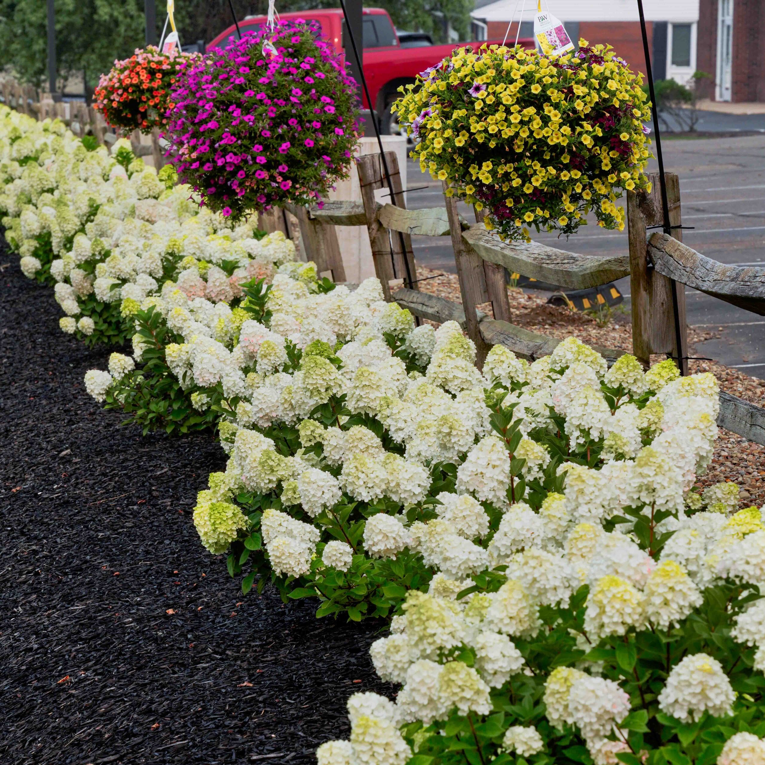 little lime punch hydrangeas in front of the nursery