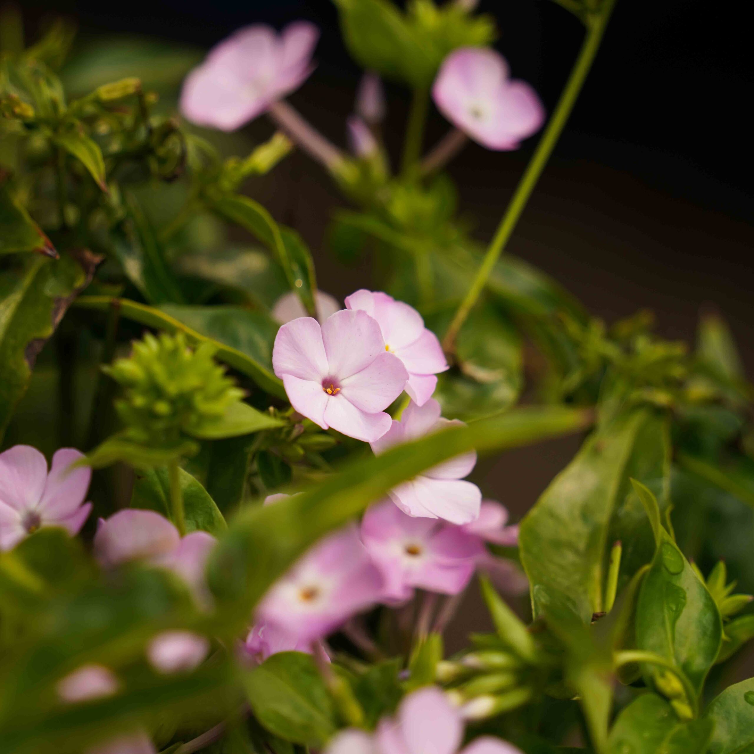 pink phlox flowers