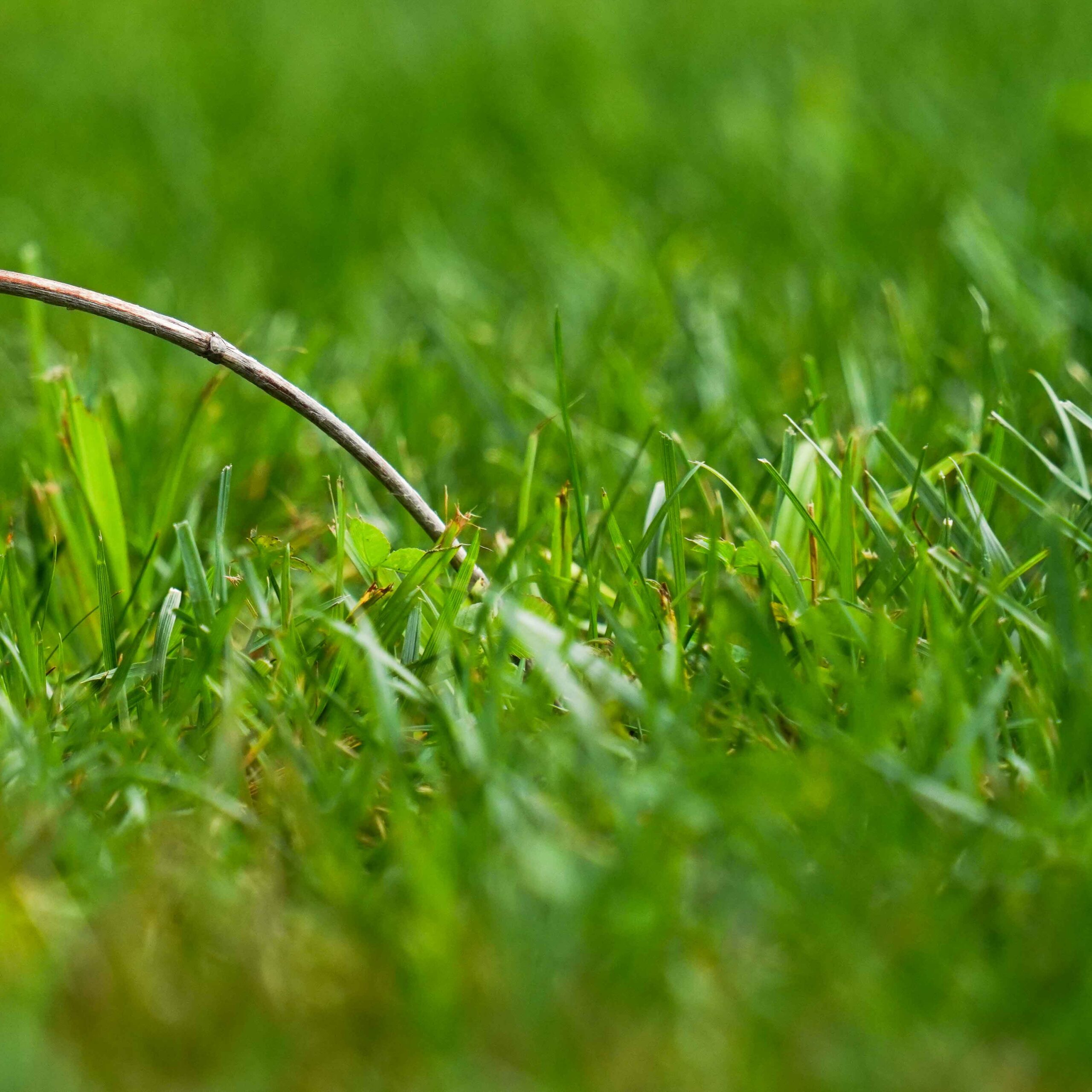 stick in the grass