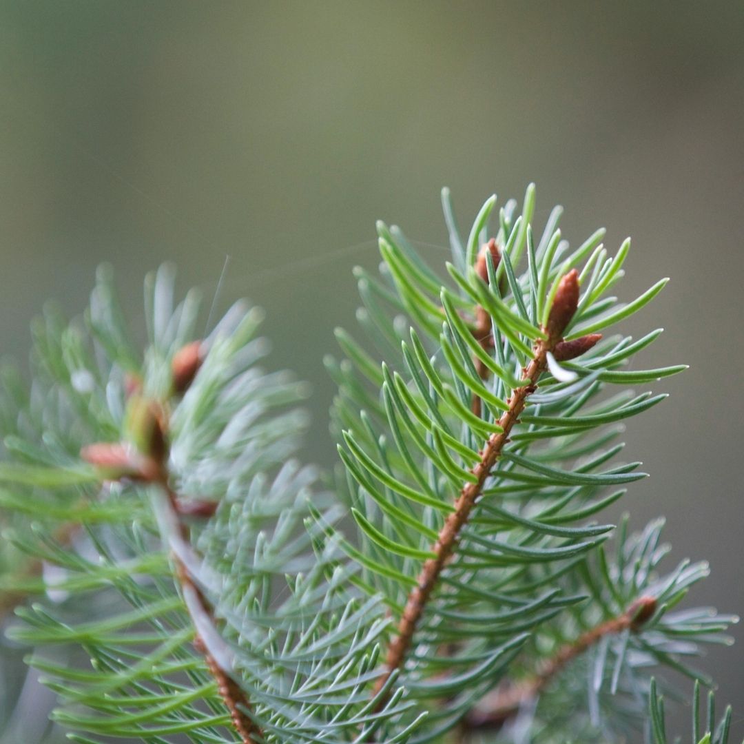 evergreen pine needles